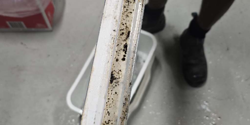 Before – ceiling cornice with mould spots